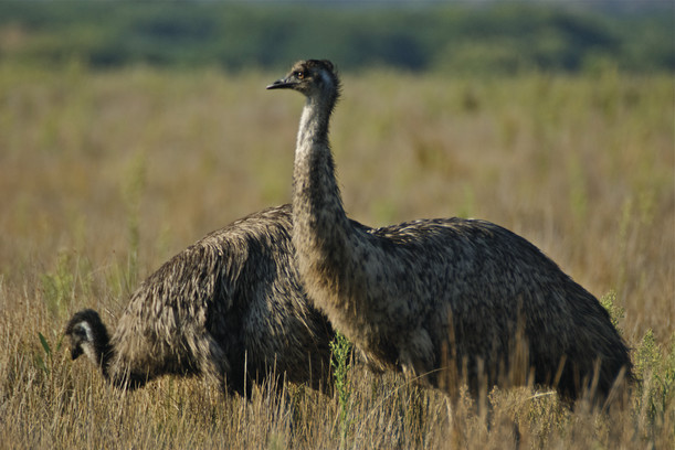 Emus in Wilsons Prom